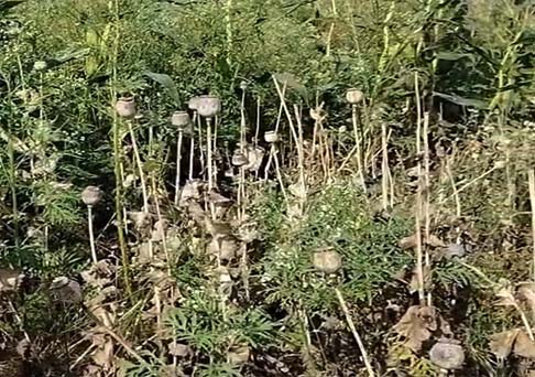 अवैध खेती केस में बड़ा खुलासा, 7 लोगों की गिरफ्तारी, अधिकारी निलंबित अवैध खेती केस में बड़ा खुलासा, 7 लोगों की गिरफ्तारी, अधिकारी निलंबित