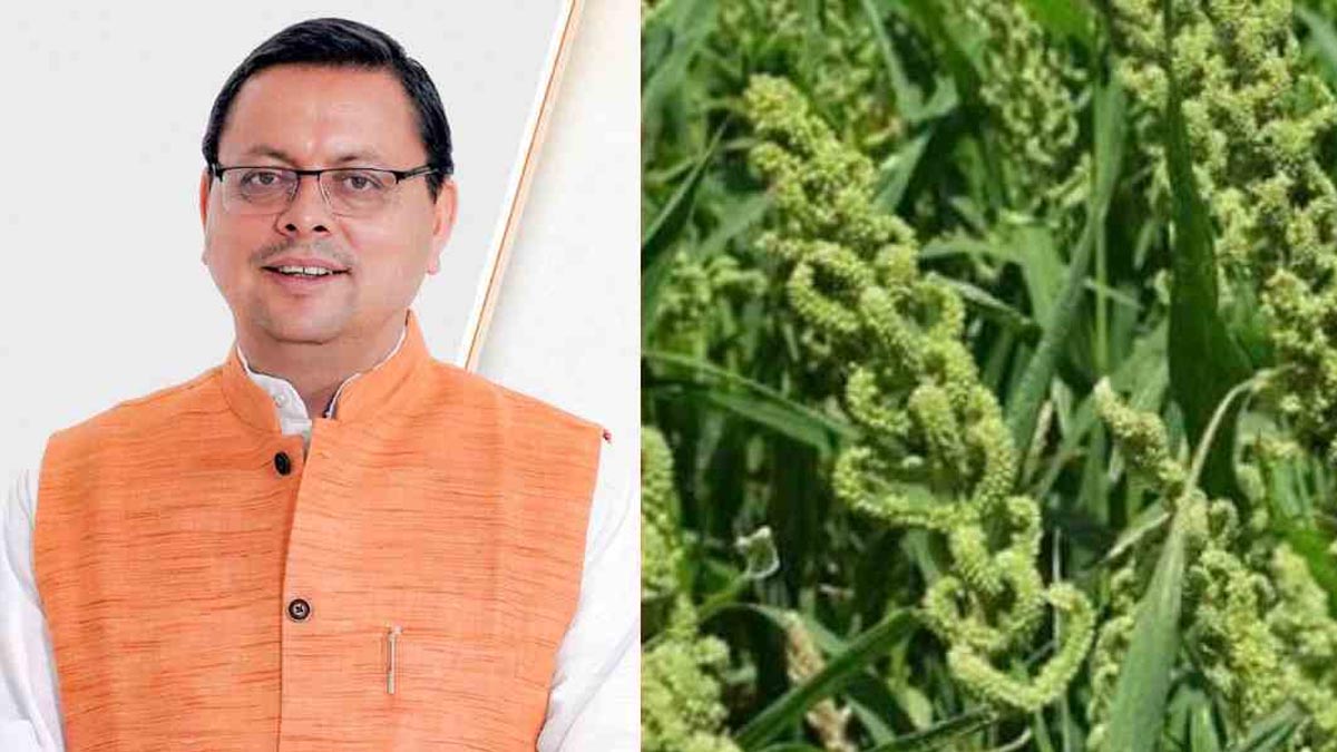 Uttarakhand में लागू हुई स्टेट मिलेट पॉलिसी, किसानों की आय बढ़ाने पर धामी सरकार का जोर Uttarakhand में लागू हुई स्टेट मिलेट पॉलिसी, किसानों की आय बढ़ाने पर धामी सरकार का जोर