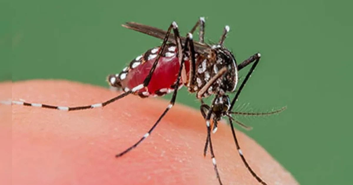 Varanasi Dengue बारिश के बाद डेंगू का खतरा बढ़ा, 40 केस मिले; हॉटस्पॉट पर निगरानी तेज Varanasi Dengue बारिश के बाद डेंगू का खतरा बढ़ा, 40 केस मिले; हॉटस्पॉट पर निगरानी तेज